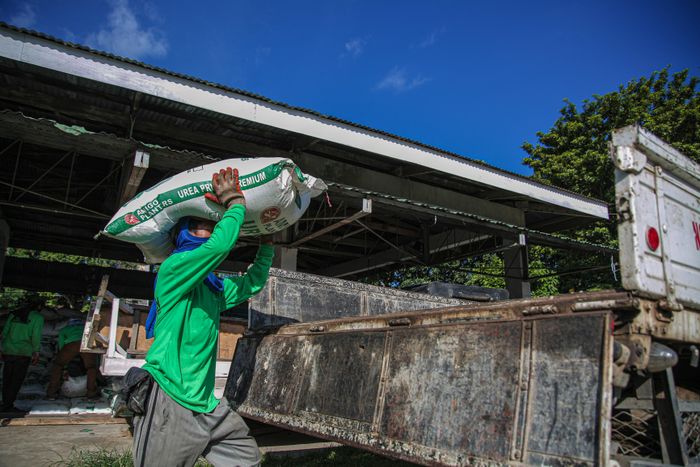 Worker carrying a fertilizer sack during bagging operations